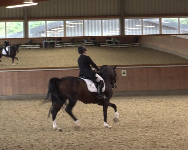 Reitturnier Gut Hohenkamp / Dorsten 2018