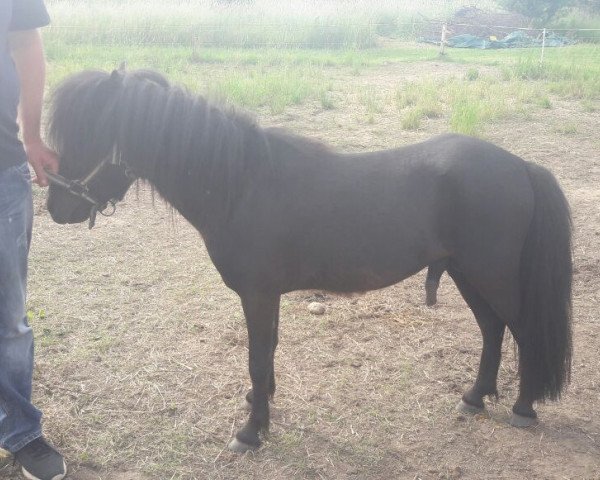 Pferd Vlex (Dt.Part-bred Shetland Pony, 2014, von Valckx v.d. Sanjesreed)