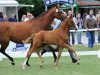 dressage horse Rave My Heart (Westphalian, 2017, from Royal Doruto OLD)