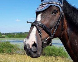 jumper Elcaro Kid (KWPN (Royal Dutch Sporthorse), 2003, from Elcaro)