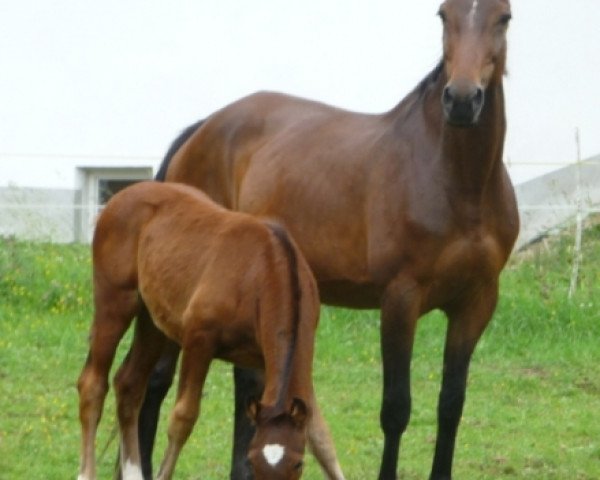 Zuchtstute Arabella (Österreichisches Warmblut, 1994, von Aloube Z)