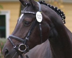 Zuchtstute El.St. Antigone (Österreichisches Warmblut, 2002, von Acord's Champion)