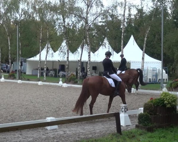 Reitturnier Würselen-Pley 2018