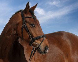 dressage horse Laurence 16 (Westfale, 2010, from Lauries Charmeur)