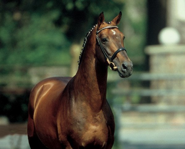 stallion Landor S (Oldenburg, 1991, from Landadel)