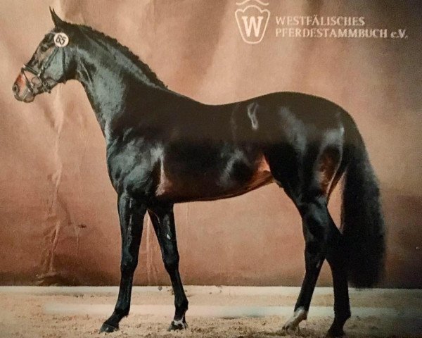 stallion Pilux V (Westphalian, 2014, from Pilothago)
