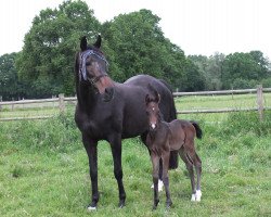 broodmare Dream Donner Girl (Westphalian, 1995, from Dream of Glory)