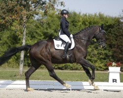 dressage horse Lord of the Dance H.S. (Bavarian, 2002, from Lentigo)