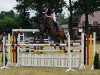 broodmare Chiara Belladonna D (Oldenburg show jumper, 2011, from Celta Yar)