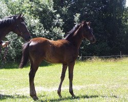 dressage horse Alexander von Humboldt (Trakehner, 2017, from Donauklang)