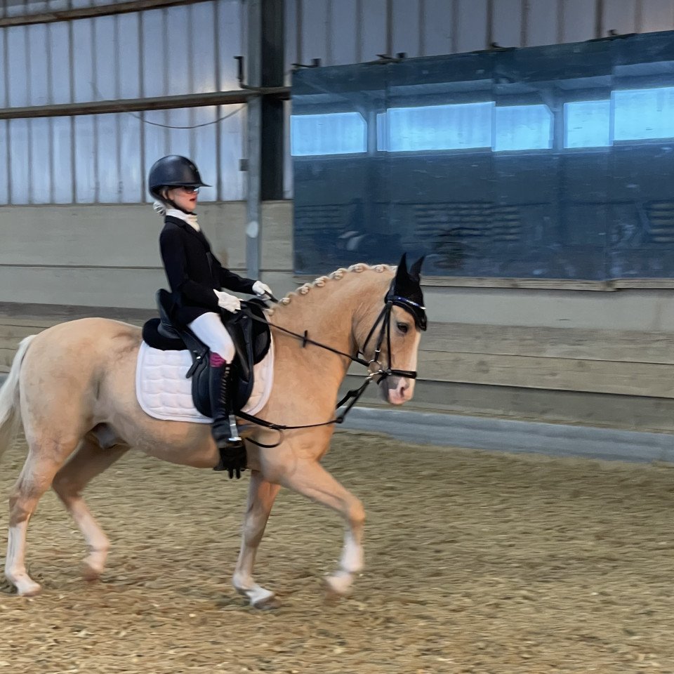 dressage horse Gracioso Dew-Drop (Belgian Riding Pony, 2012, from FS Mr. Right)