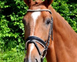 dressage horse Fred Feuerstein (Hanoverian, 2011, from Fiorano)