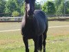 jumper Amicelli (Hanoverian, 2004, from Abanos)