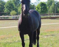 jumper Amicelli (Hanoverian, 2004, from Abanos)