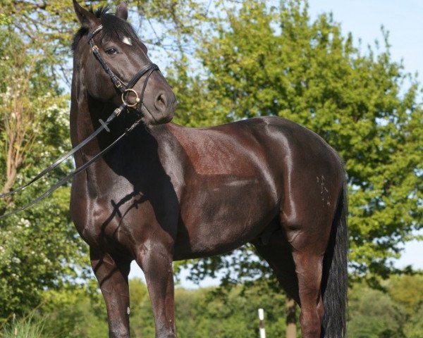 dressage horse Lescapo (Hanoverian, 2000, from Likoto xx)