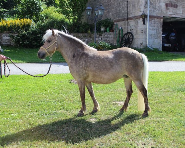 Zuchtstute Jasmina (Deutsches Classic Pony, 2006, von Gerom vom Schwanenschlag)