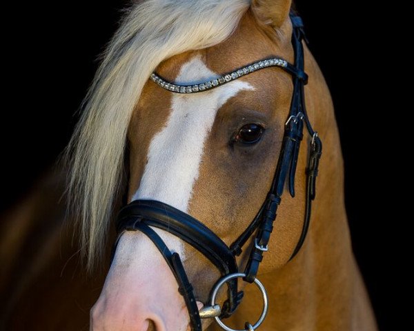 stallion Magic Mike 14 (German Riding Pony, 2013, from Schierensees Marillion)