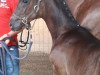 dressage horse TaBe's Sweet Kiss (Westphalian, 2017, from Sunday)