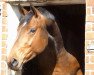 dressage horse Donna Luna N (Hanoverian, 2005, from Dacaprio)