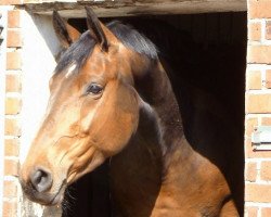 dressage horse Donna Luna N (Hanoverian, 2005, from Dacaprio)