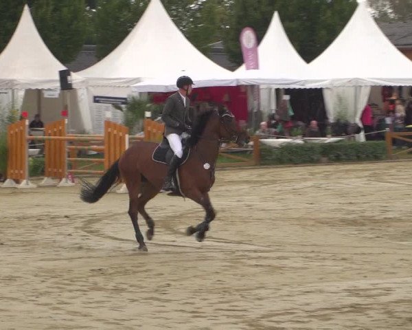 Reitturnier Köln - Reitanlage Brüse 2018