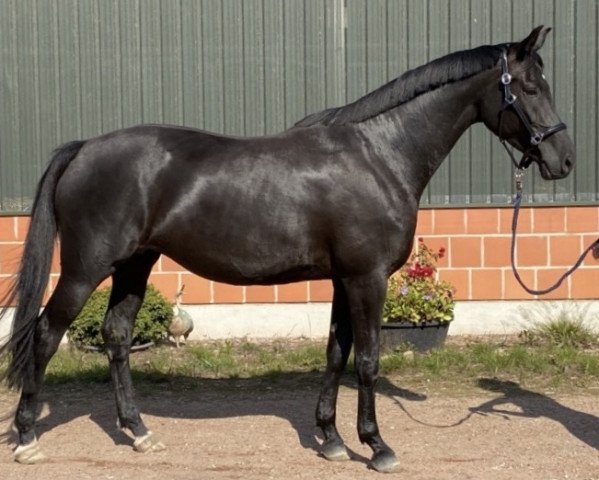 broodmare Fiesta Forever GL (Oldenburg, 2016, from E.H. Millennium)