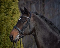 dressage horse Casino 56 (Holsteiner, 2007, from Cassaro 5)