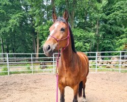 jumper Bayly (Pinto / Small Riding Horse, 2014, from Saphir)