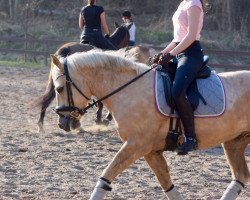 Dressurpferd JB Storm Gold Spirit (Pony ohne Rassebezeichnung, 2011)