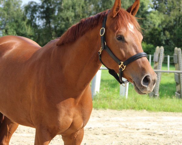 dressage horse Vreneli FH (Westphalian, 2012, from Vitalis)
