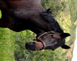 broodmare Amy Rose (Holsteiner, 2007, from Limbus)