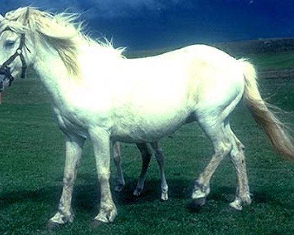 broodmare Toppa frá Hafsteinsstöðum (Iceland Horse, 1958, from Stjarni frá Hafsteinsstöðum)