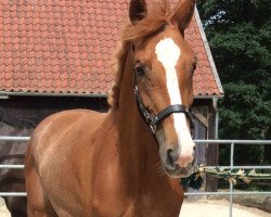 broodmare Arabella vom Claashof (Hanoverian, 2014, from Asti Spumante 7)