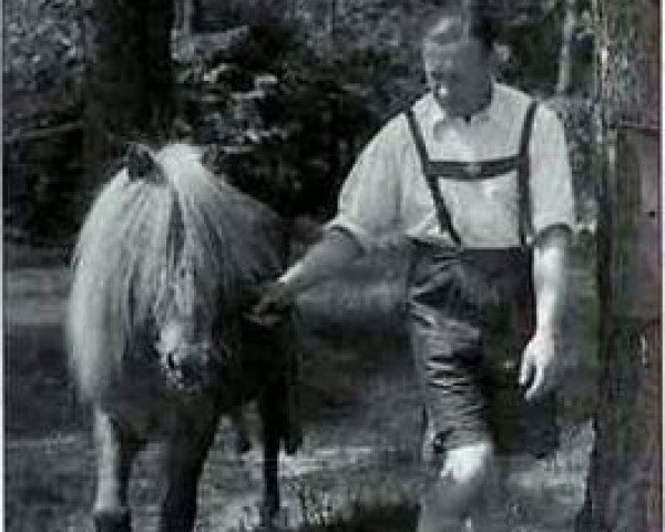 stallion Geysir III (Iceland Horse, 1930, from Gári)