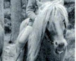 broodmare Frigga (Iceland Horse, 1937, from Geysir III)