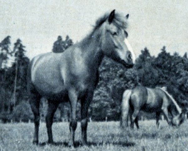 Zuchtstute Frigora (Islandpferd, 1950, von Roman)