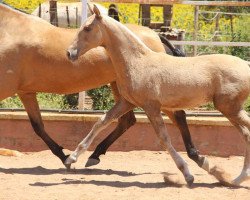 Zuchtstute Diviña de Finca Barroco (Lusitano, 2017)