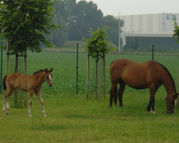 broodmare Chanel (Belgian Warmblood, 2002, from Argentinus)