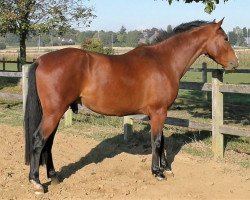 jumper Numbra (Belgian Warmblood, 2013, from Junobra)