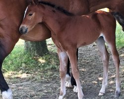 Zuchtstute Ranibra (Belgisches Warmblut, 2017, von Untouchable)