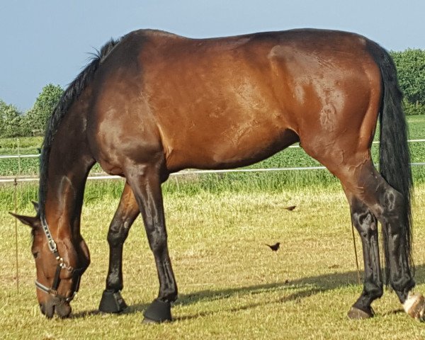 dressage horse Bailero 3 (Hanoverian, 2006, from Breitling W)