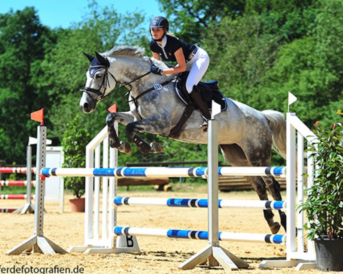 jumper Emilia 36 (German Warmblood, 2007, from Chalan)