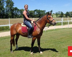 horse Lucky Boy (Freiberger, 2013, from Haloa II CH)