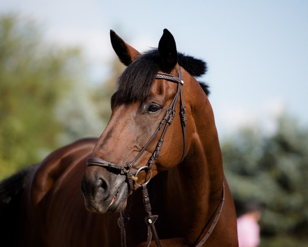 dressage horse Lord Luis (Westphalian, 2006, from Lord Loxley I)