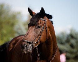 Dressurpferd Lord Luis (Westfale, 2006, von Lord Loxley I)