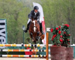 Springpferd Choco Boy (KWPN (Niederländisches Warmblut), 2007, von Tangelo van de Zuuthoeve)