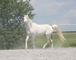 broodmare Janika ox (Arabian thoroughbred, 1995, from Drakon 1985 ox)