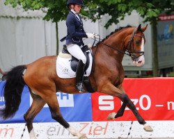 dressage horse Lisario (Oldenburg, 2012, from Lissaro)