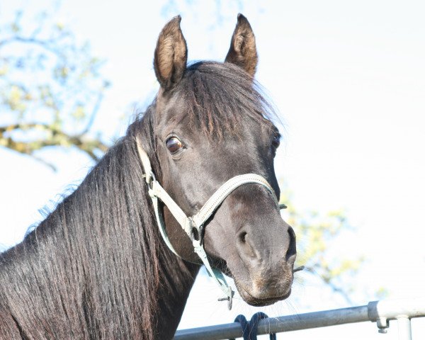 broodmare Rashid el Abbah (Arabian thoroughbred, 1994, from Arabah Abbah EAO)