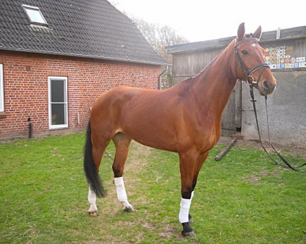 Springpferd PHW's Carenina (Deutsches Reitpferd, 2005, von Carinjo)